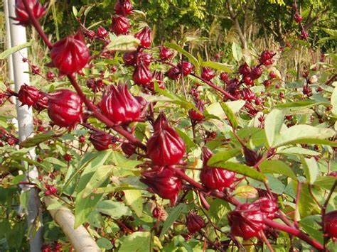 Hibiscus-(Roselle)-Flowers.jpg