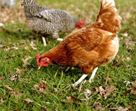 kienyeji-chicken.jpg