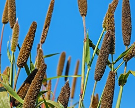 millet-wimbi