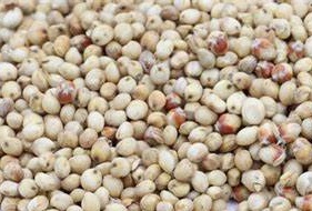 pearl-millet.jpg