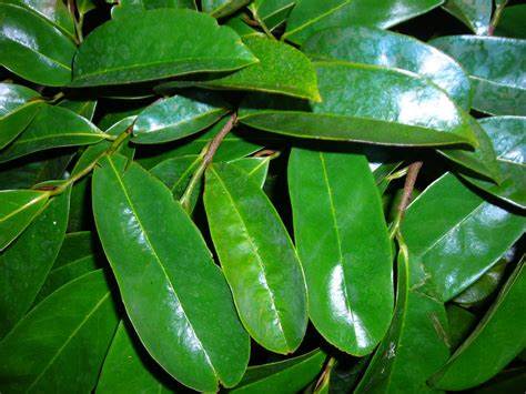 soursop-graviola-leaves.jpg